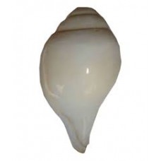 Shankh Big (12 inch)